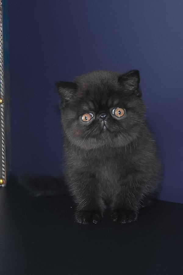 persian kittens for sale UAE