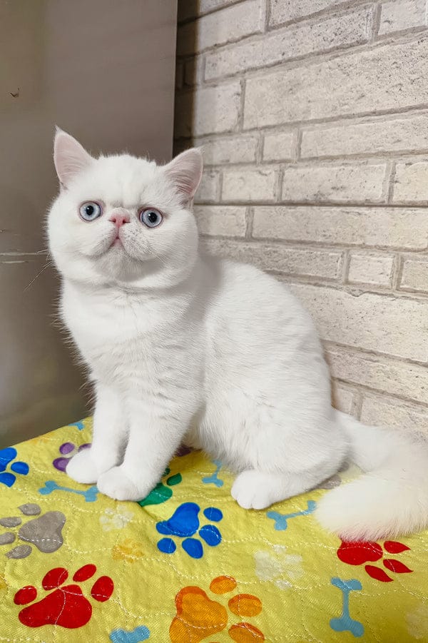 buy persian cat Abu Dhabi