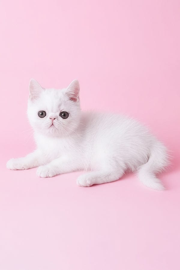 Persian Kittens for Sale in UAE