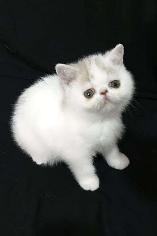 Persian Kittens for Sale in UAE