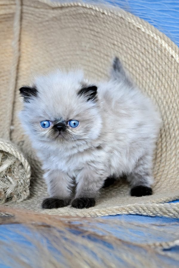 Persian Kittens for Sale in UAE