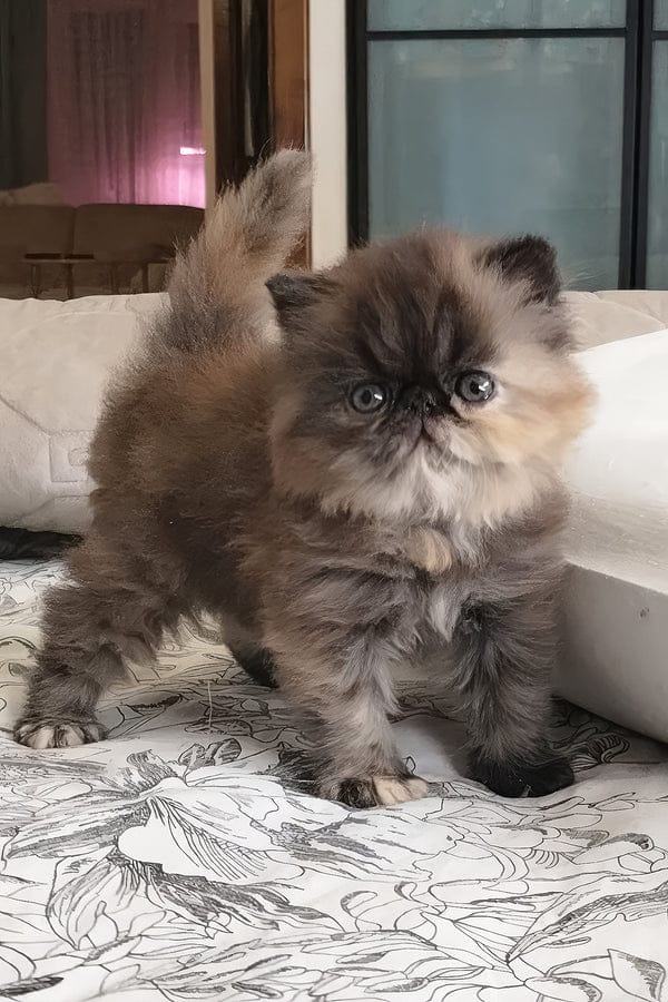 Persian Kittens for Sale in UAE