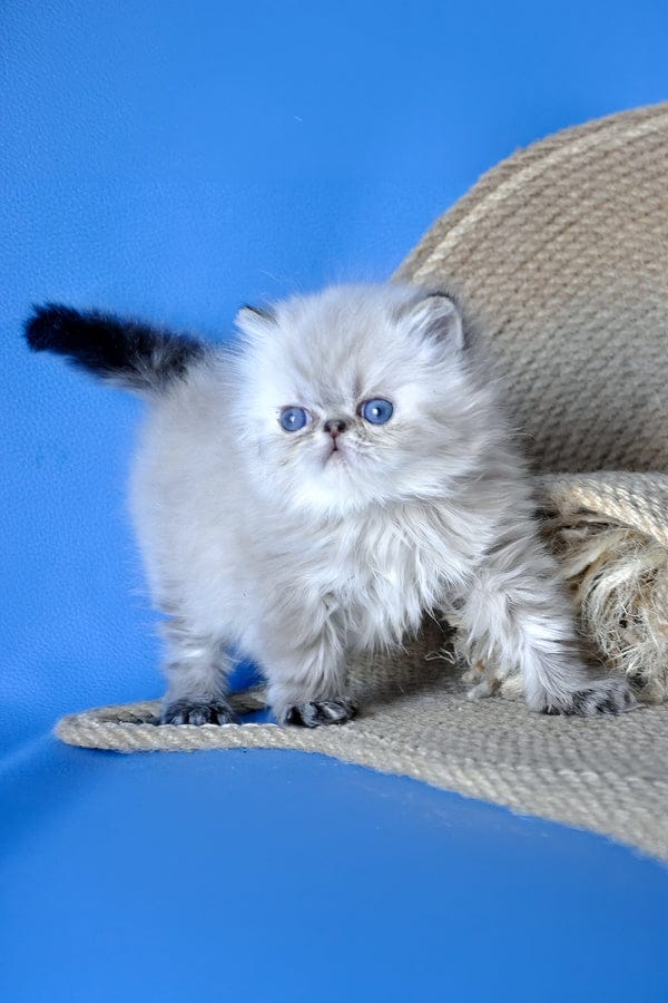 Persian Kittens for Sale in UAE