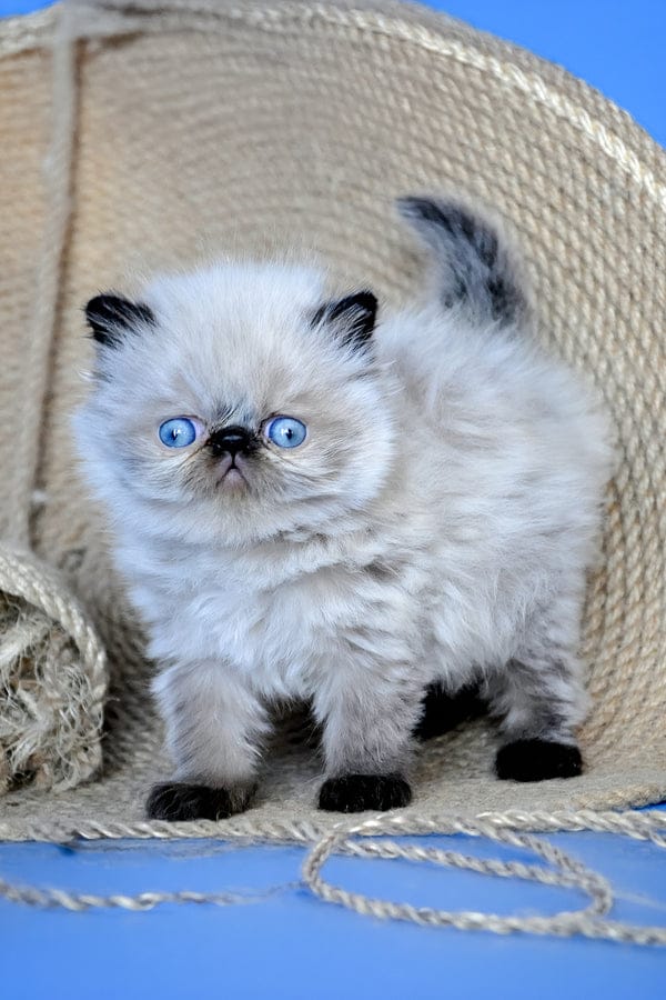 Persian Kittens for Sale in UAE