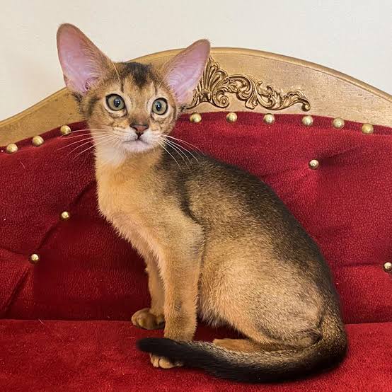 cattery Dubai