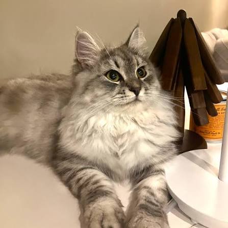 kittens for sale UAE
