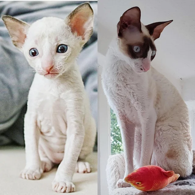 pedigree kittens UAE